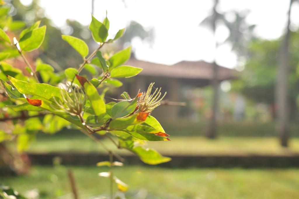 Soba Lanka Holiday Resort Melsiripura 외부 사진