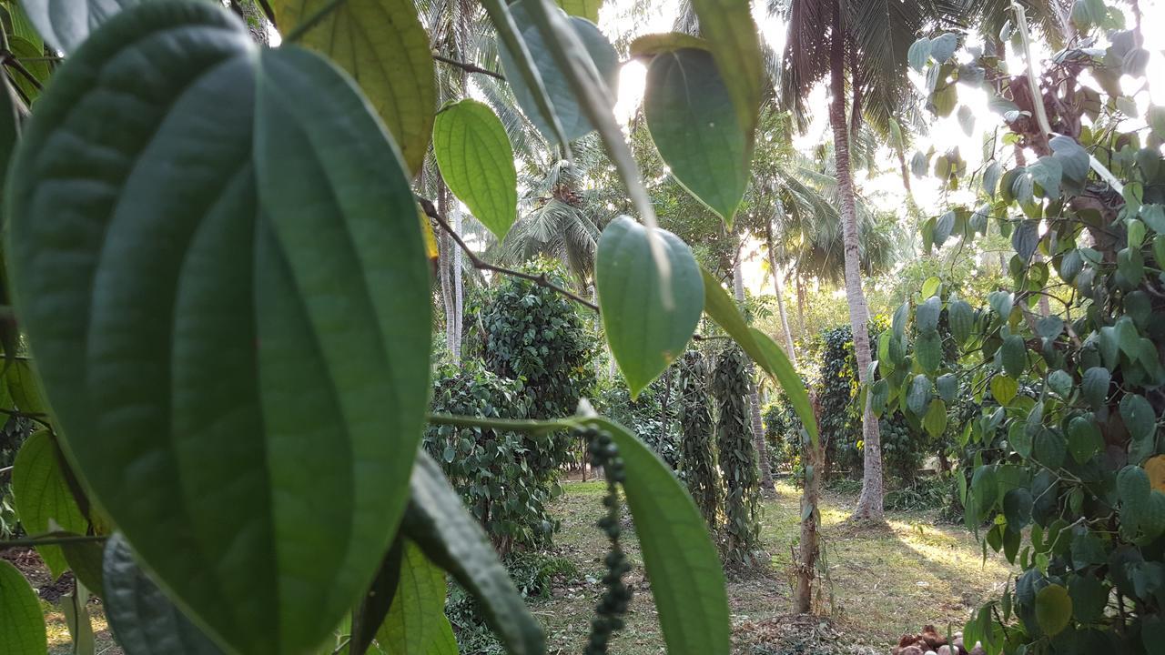 Soba Lanka Holiday Resort Melsiripura 외부 사진
